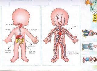 COSILLAS DE INFANTIL: Nuestro cuerpo por dentro | Cuerpo humano para niños, Cuerpo humano, El ...