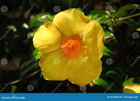 Allamanda flower stock photo. Image of nature, blooms - 257890120