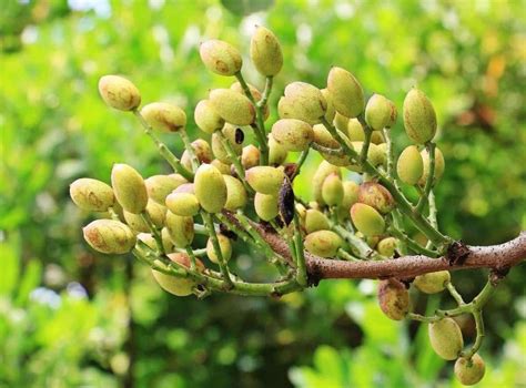 Organic Pistachio Farming - Production In India | Agri Farming