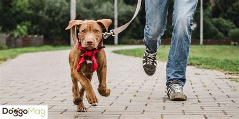 12 Puppy Walking Tips To Walk Your Puppy Hassle-Free - DoggoMag