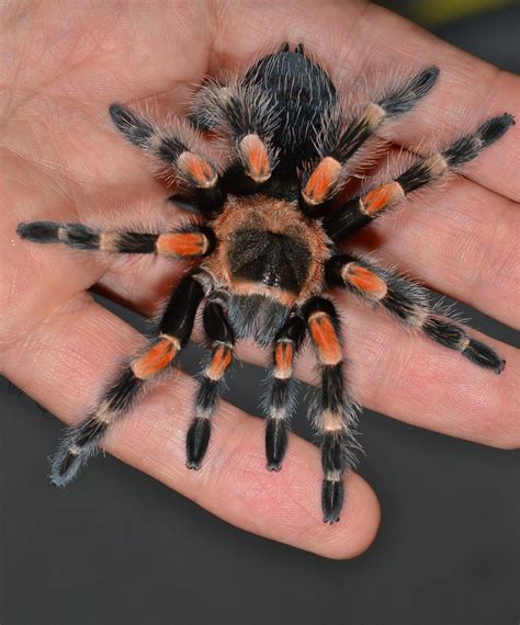 Mexican Red Knee Tarantula | Pet tarantula, Tarantula, Spider