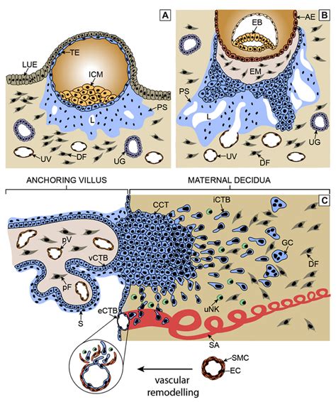 Critical steps of human placental development. (A) After implantation... | Download Scientific ...