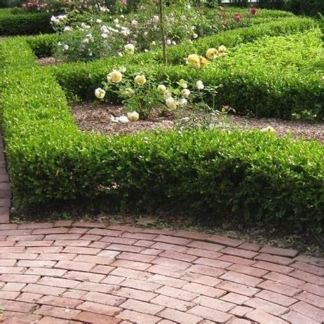 Green Velvet Boxwood | Premium Boxwoods | PlantingTree