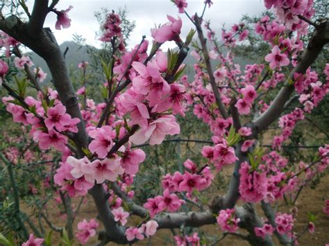 Flowers Almond Tree Pink · Free photo on Pixabay