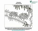 Rain Forest Coloring Pages sketch template