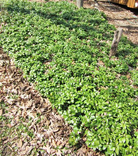 25 PACHYSANDRA Ground Cover PERENNIAL spring garden plants