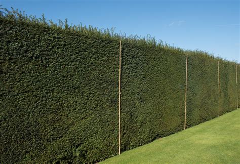 8 Cheap DIY Fence Ideas Anyone Can Build