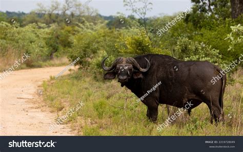 Big Cape Buffalo Massive Horns Stock Photo 2219728049 | Shutterstock