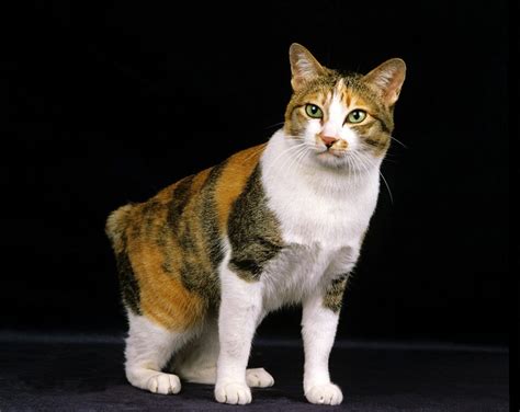 Japanese Bobtail Cat: Pictures, Personality Traits & Characteristics ...