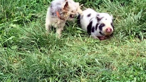 Adorable Pig and Dog Playing - YouTube