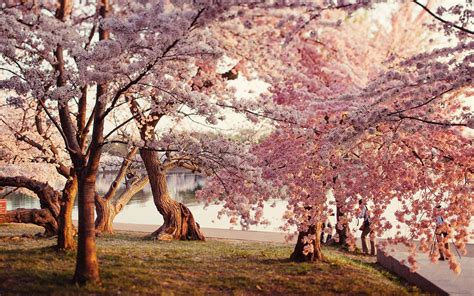 Japanese Cherry Blossom Garden Wallpaper Photo with Wallpaper High ...