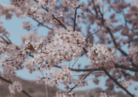 The Gwangyang Maehwa Festival: Finding Plum Blossoms in Korea – There She Goes Again