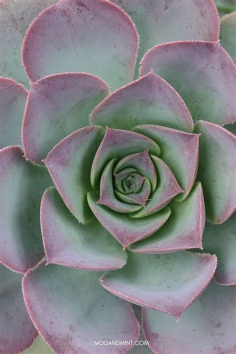 Indoor Echeveria Succulents - Care and Propagation