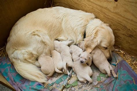 Puppies Golden Retriever Cute · Free photo on Pixabay