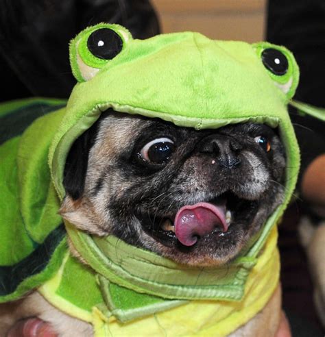 Funny Frog Pug Outfit | Funny Pug Pictures | Pugs funny, Cute pugs, Pugs