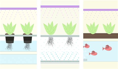 Hydroponics vs Aquaponics vs Aeroponics: Complete Guide