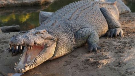 Is this the answer to a giant croc mystery? - Drool by Dr. Chris Brown