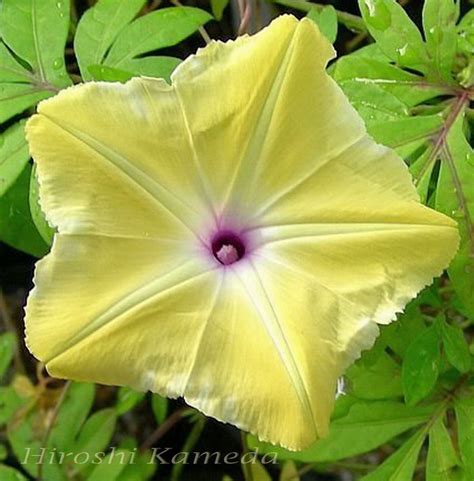 YELLOW w/Purple Throat Morning Glory Seeds Ipomoea sp. ULTRA RARE ...