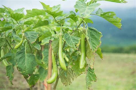 21 of the Best Japanese Eggplant Varieties | Gardener’s Path