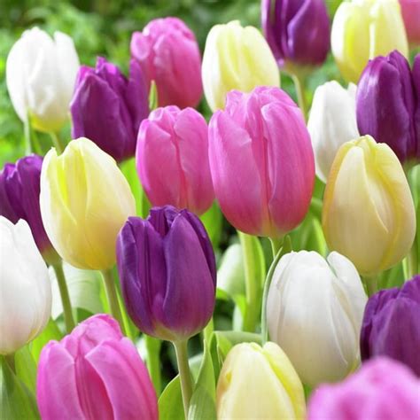 Van Zyverden Tulips, Easter Basket Mixture, Set of 15 Bulbs - Walmart ...