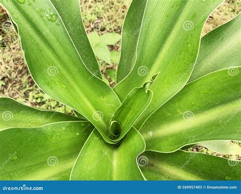 Green Leaf Detail and Outline Seen from Above Stock Image - Image of tree, vegetable: 269957403