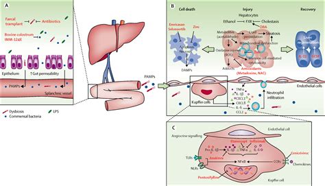 The knowns and unknowns of treatment for alcoholic hepatitis - The Lancet Gastroenterology ...