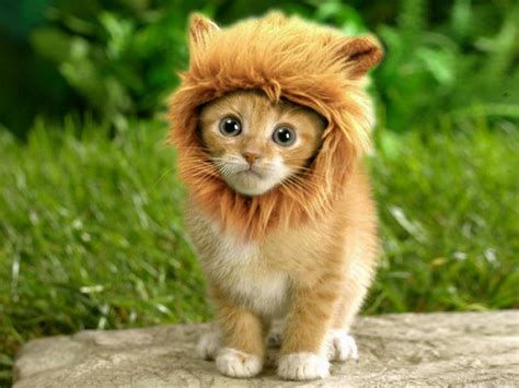 20 Best Pictures Grey Lion Mane For Cat - Amazon Com Namsan Pet Halloween Costome Cat Lion Mane ...