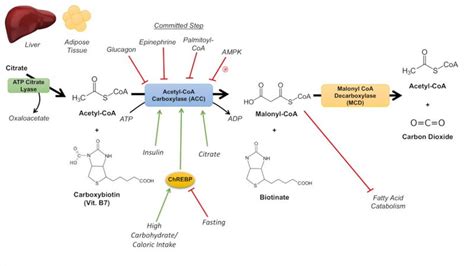 Fatty Acid Synthesis : Simplified | Epomedicine