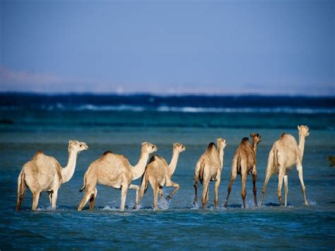 Wadi el Gamal National Park Marsa Alam, Egypt Marsa Alam, Destin Beach ...