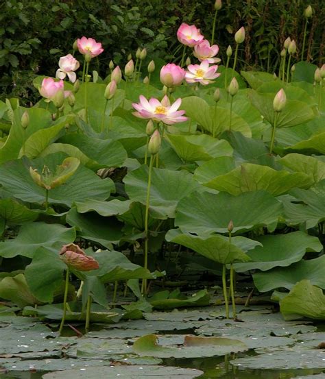 Pin by nan on Jardin de lotos | Flowers perennials, Nelumbo nucifera, Lotus flower pond