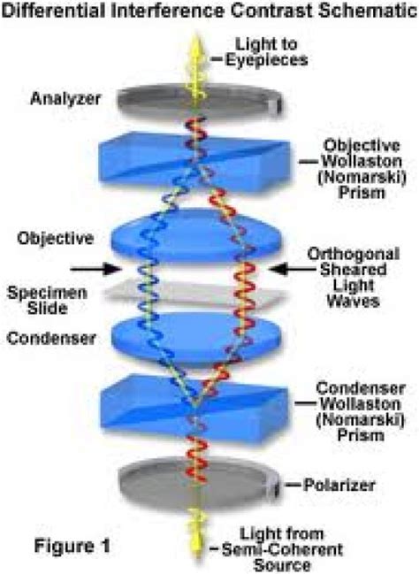 Introduction to microscopy | hubpages