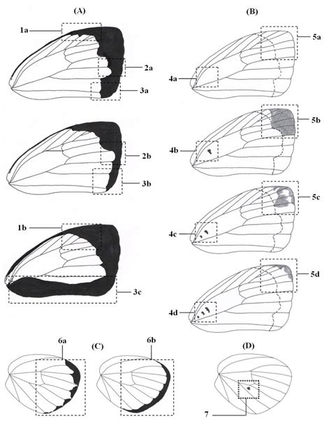 Morphological characteristics used in species identification and ...