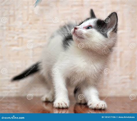 Playful Black and White Kitten Stock Photo - Image of animal, kitty: 181417106