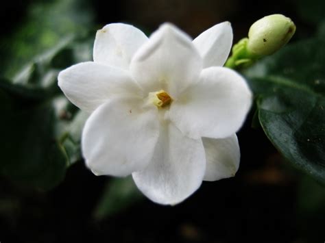 Jasmine Flowers Plant