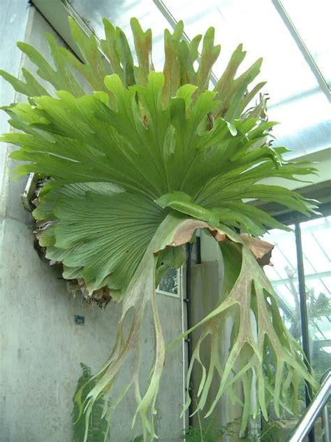 Staghorn Fern Plant Varieties, Growth And Care Guide | UnAssaggio