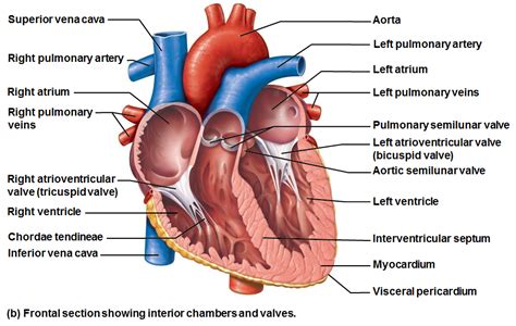 Image result for interventricular septum | Heart diagram, Human heart anatomy, Human heart diagram