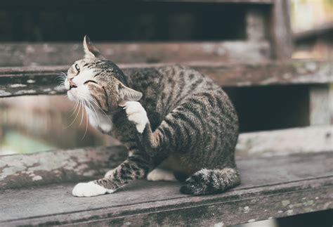 Does My Cat Have Mange? How to Identify And TREAT IT? - Zumalka