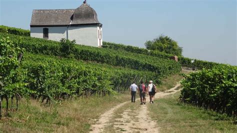 Hiking the Great Loop – Bacchus trails - Visit Alsace