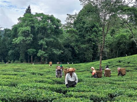 Steeping in Struggle: The Plight of Tea Plantation Workers in ...