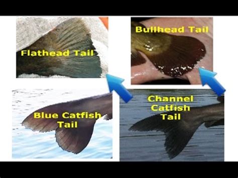 How to identify catfish - flathead, blue, channel, white catfish, bullhead and other species ...