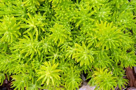 What A Lemon Ball Sedum Is And How To Take Care Of It