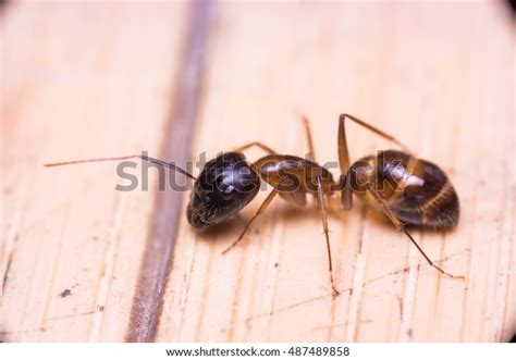 14 Banded sugar ants Görseli, Stok Fotoğraflar ve Vektörler | Shutterstock