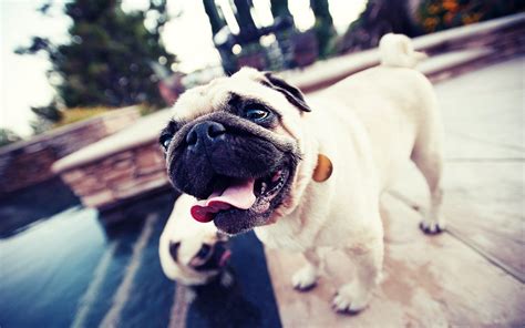 Pug Wallpapers HD Free Download