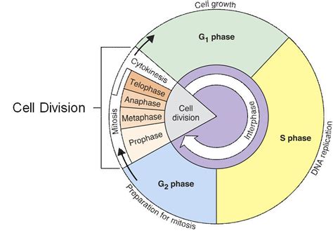 Stages of Interphase Diagram | Quizlet