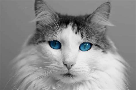 7 Types Of Cat Eye Colors : With Explanation & Pictures