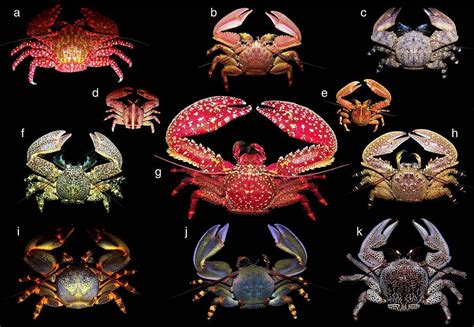 [todayilearned] TIL of Carcinisation. The odd phenomena where things keep evolving into crabs ...