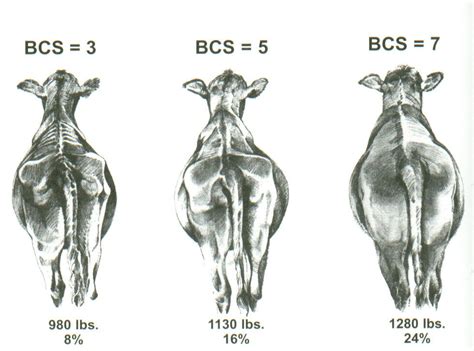 Late gestation cow management | Hubbard Feeds