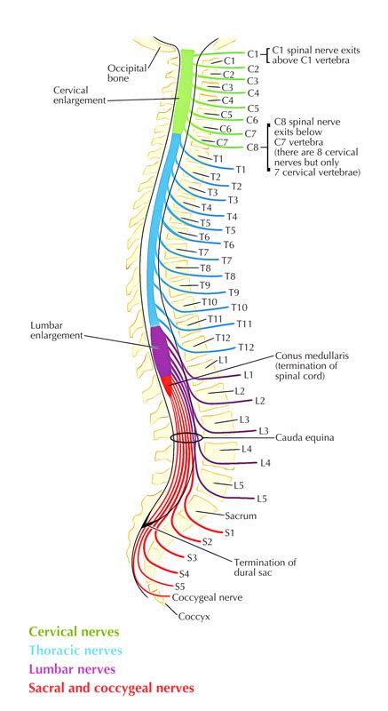 [Solved] How many pairs of spinal nerves do we have and how are they ...