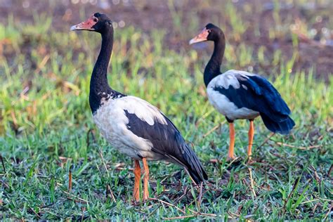 Australian Ducks - Australia's Wonderful Birds