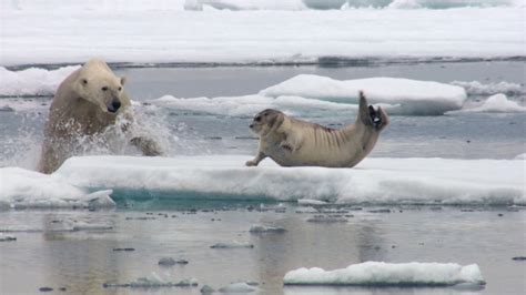 oso-polar-foca - Plataforma ZEO